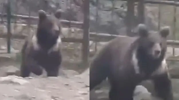 Wild Bear: కశ్మీర్‌ రిసార్ట్‌లో ఎలుగుబంటి కలకలం