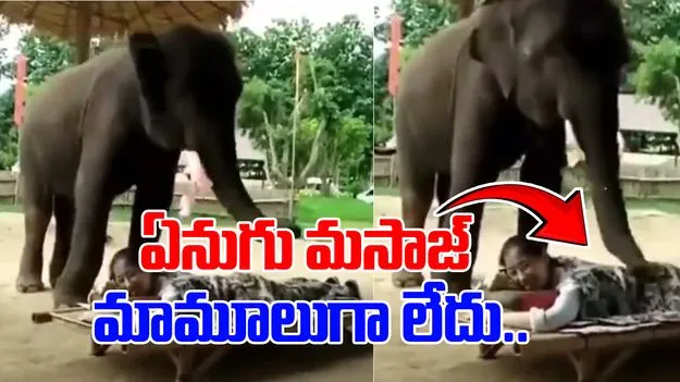 Viral Video: ఏనుగు మసాజ్ చేస్తే ఇలానే ఉంటుంది మరి..