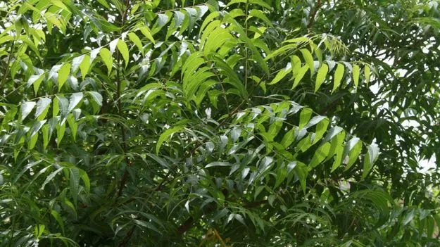 Neem: వానాకాలం సమస్యలకు వేపతో చెక్