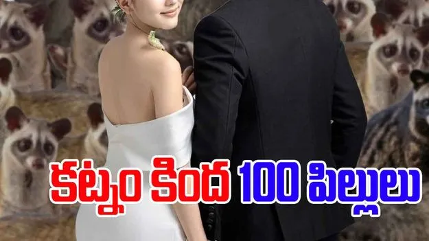 100 Civet Cats: పెళ్లి కూతురికి కట్నంగా 100 పునుగు పిల్లులు..