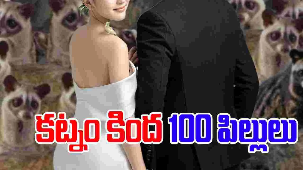 100 Civet Cats: పెళ్లి కూతురికి కట్నంగా 100 పునుగు పిల్లులు..
