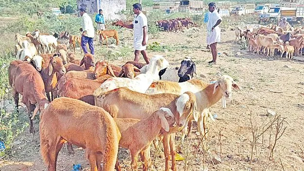 Sheep Distribution Fraud: గొర్రెల పంపిణీ పథకంలో వెయ్యి కోట్ల స్కాం!