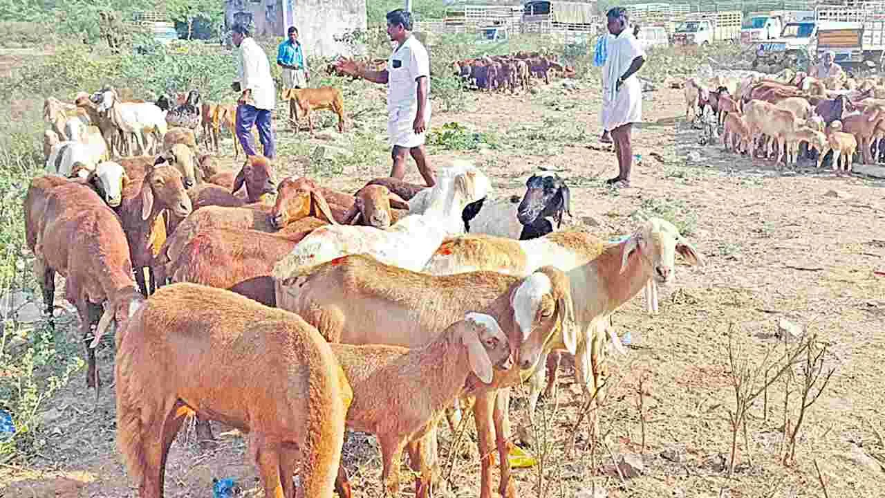 Sheep Distribution Fraud: గొర్రెల పంపిణీ పథకంలో వెయ్యి కోట్ల స్కాం!