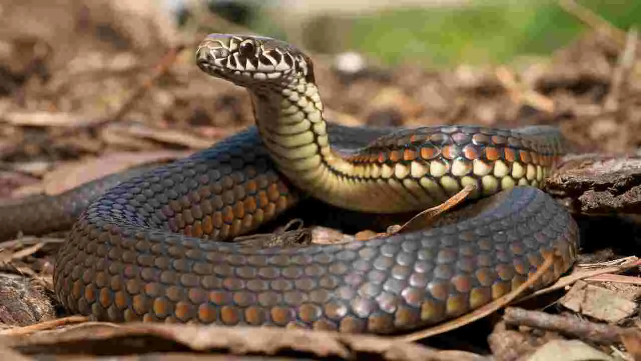 Snakes: వానాకాలంలో ఇంట్లోకి పాములు రాకుండా ఉండాలంటే..
