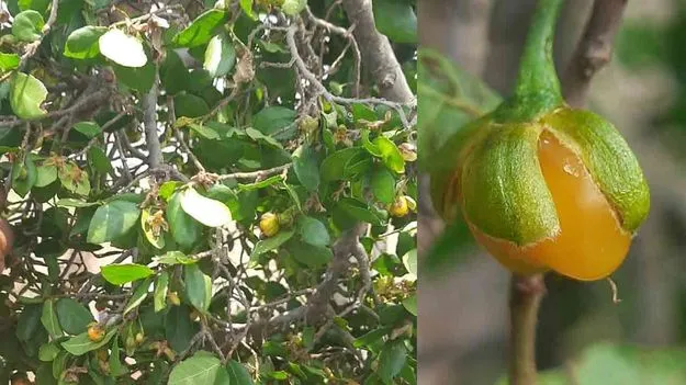 Medicinal Uses of Akshara Dara: ఔషధ అక్షర దార