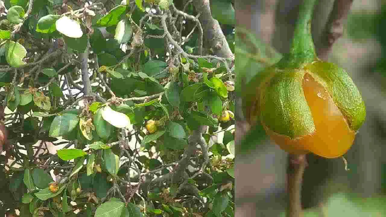 Medicinal Uses of Akshara Dara: ఔషధ అక్షర దార