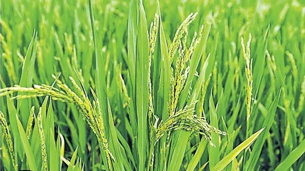 సన్నాల వైపు సాగుదాం