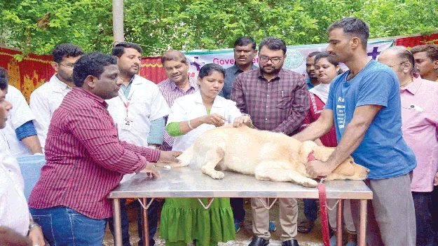 పెంపుడు జంతువులపై జాగ్రత్తలు తీసుకోవాలి