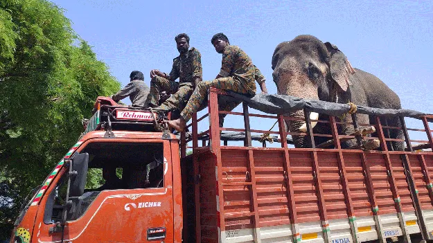 పలమనేరు ఎలిఫెంట్‌ క్యాంపునకు జయంత్‌, వినాయక్‌