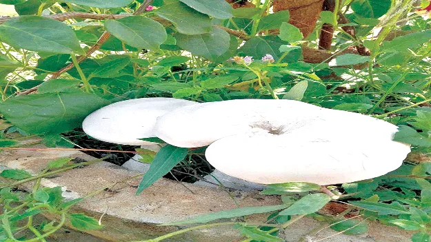 ఎంత పెద్ద పుట్టగొడుగో..