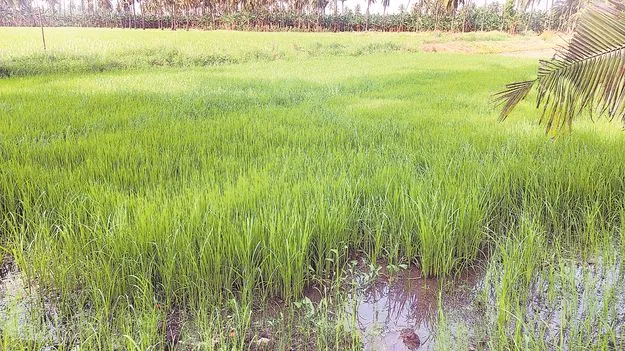 ఖరీఫ్‌..సా..గు!