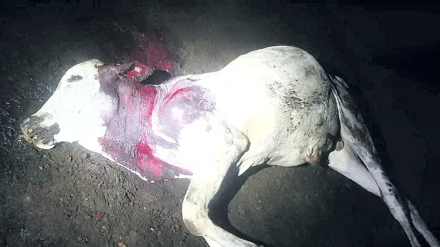  బాబోయ్‌.. పులి