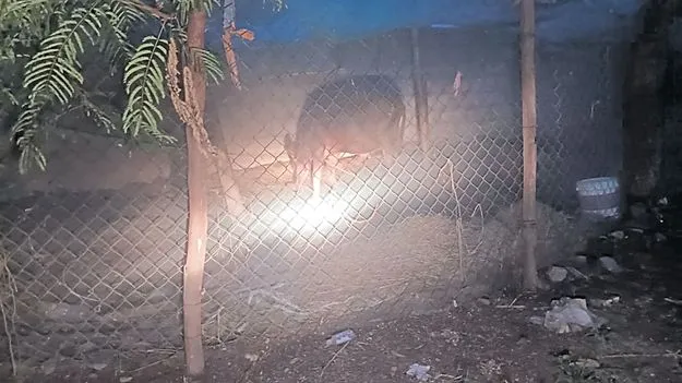 గేదెలు పోతున్నా.. పట్టదా!