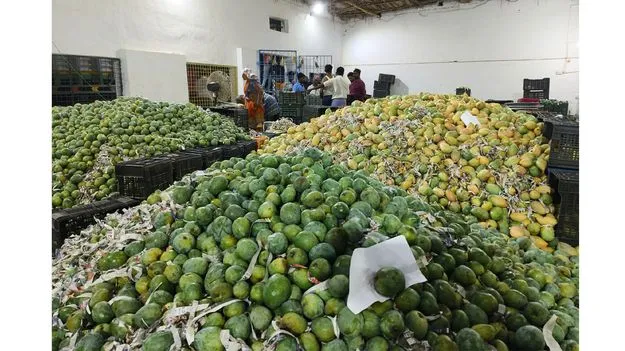 ధరలేక.. కోయలేక..