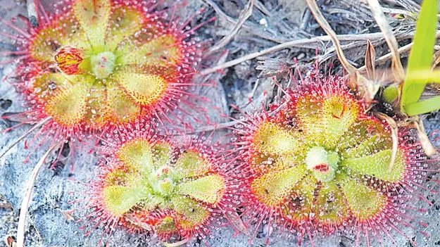 Carnivorous Plant: పెంచికలపేట అడవుల్లో కీటకాహార మొక్కలు