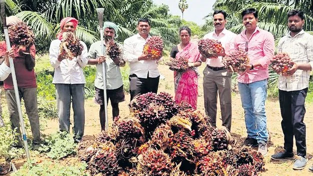 8 ఎకరాలు.. 3టన్నుల ఆయిల్‌పామ్‌ తొలి దిగుబడి 