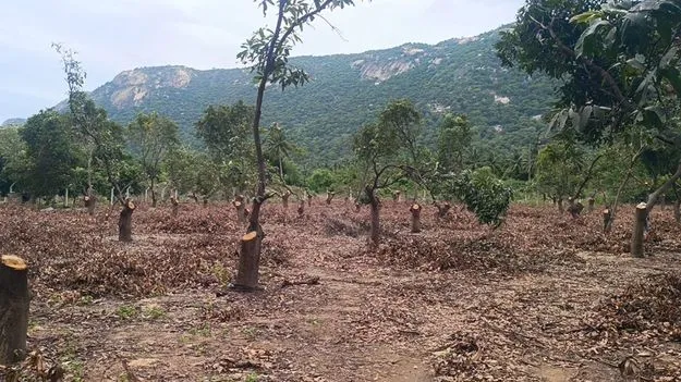 ప్చ్‌.. మామిడి!