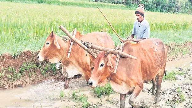 ఖరీఫ్‌ సాగుకు సన్నద్ధం