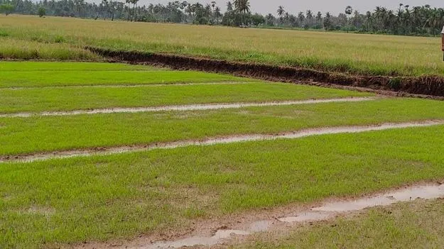 సార్వా.. జోరు