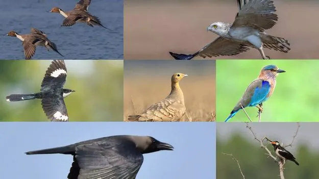 Telangana Bird Species: తెలంగాణలో 452 పక్షి జాతులు