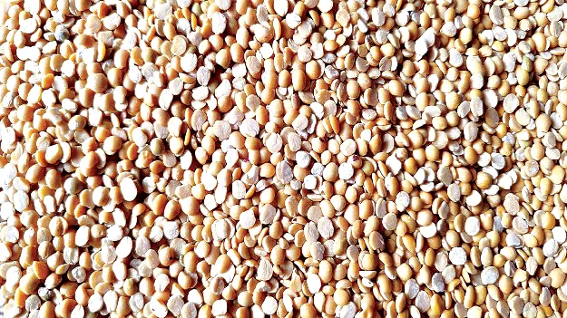 పుచ్చుపోయి.. పురుగుపట్టి