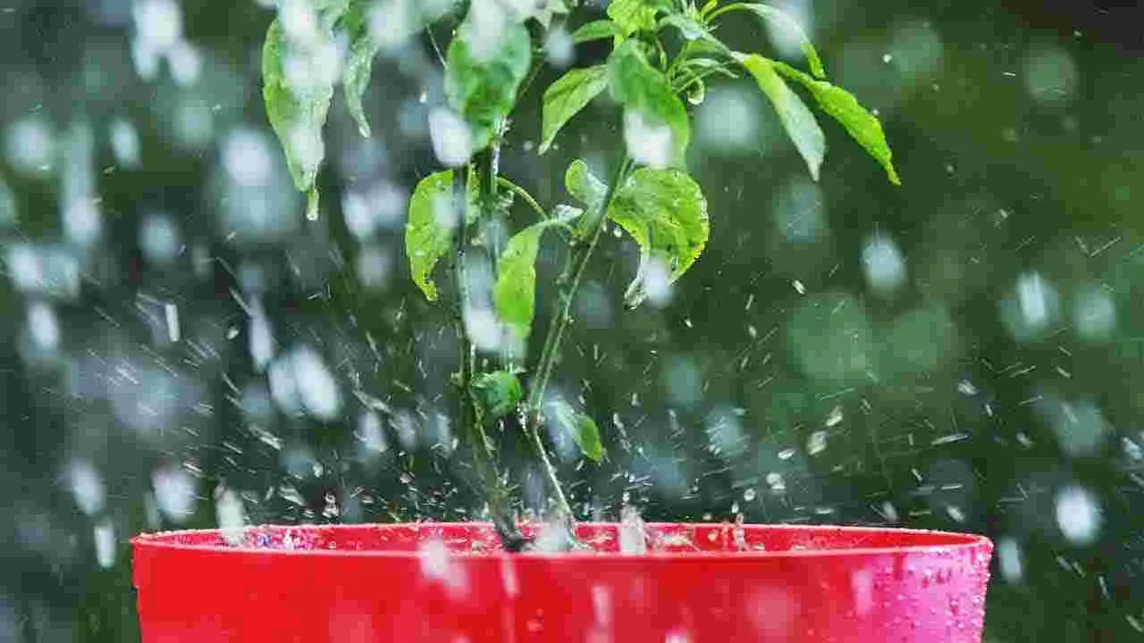 Rainy Season Garden: వర్షాకాలంలో మొక్కలు పదిలంగా