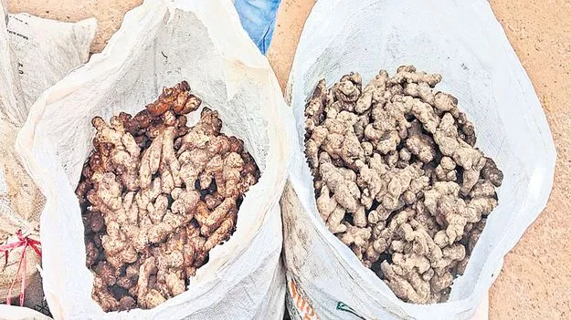 అల్లం ధర పతనం