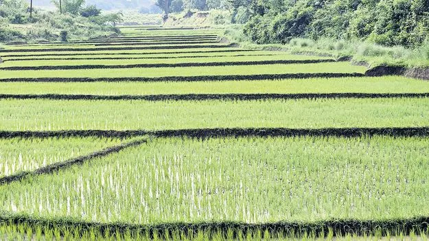 ఊపందుకున్న ఖరీఫ్‌ పనులు