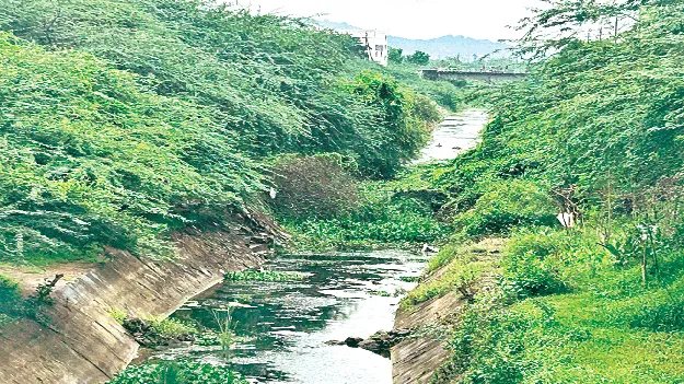 పూడిక .. పిచ్చిమొక్కలు