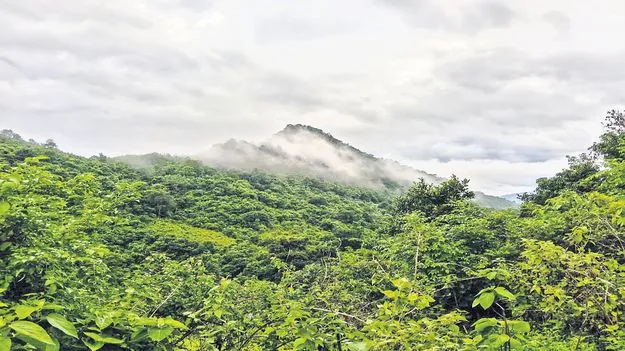 అనంత సోయగం