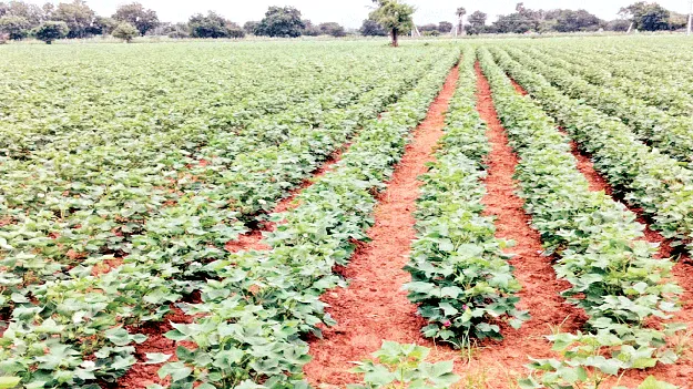 వర్షమా, నీ జాడ ఎక్కడ?