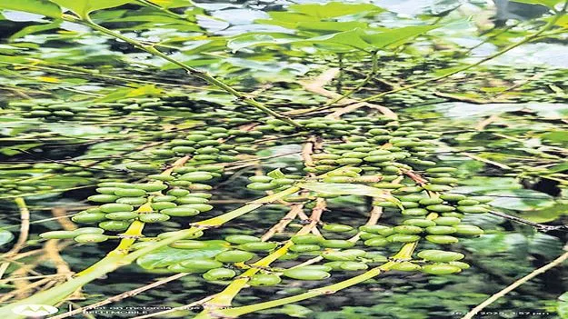 ఆశాజనకంగా కాఫీ సాగు