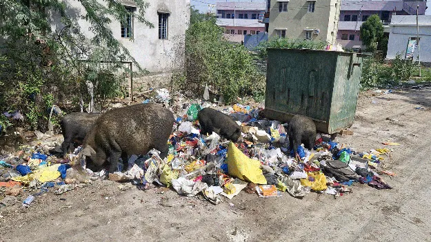 ఇలా ఉంటే వ్యాధులు ప్రబలవా? 