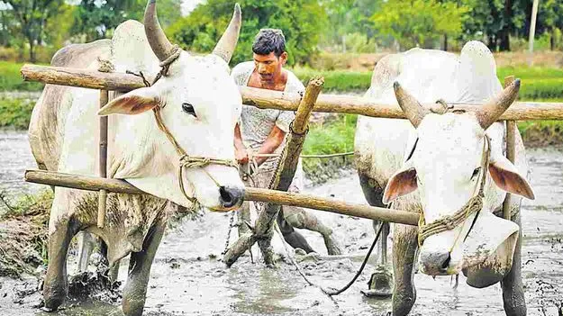 Farmers: సాగు చేయని భూములకు రైతు భరోసా వద్దు