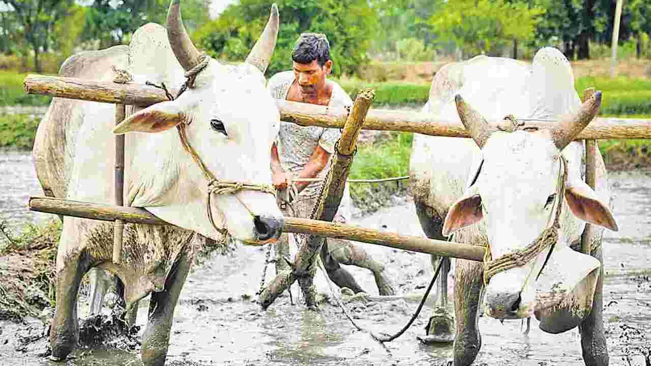 Farmers: సాగు చేయని భూములకు రైతు భరోసా వద్దు
