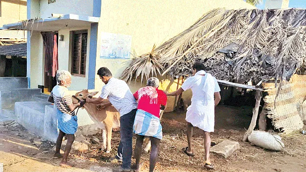 పిచ్చికుక్క  స్వైరవిహారం