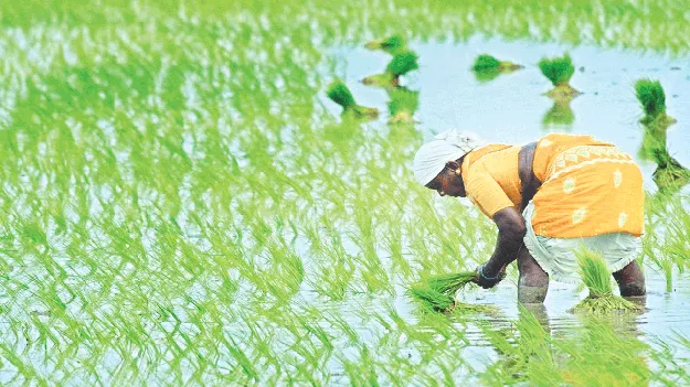 పంటల బీమాతో భరోసా