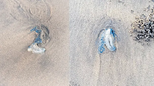 అంతర్వేది తీరాన అగ్గిబాట పురుగులు