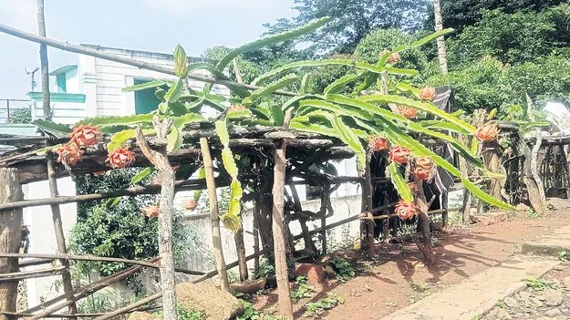 విరగ్గాసిన డ్రాగన్‌ ఫ్రూట్‌