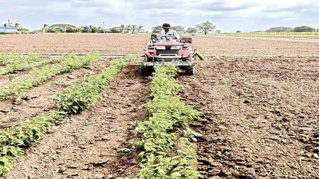 మిరప పంట దున్నేశారు