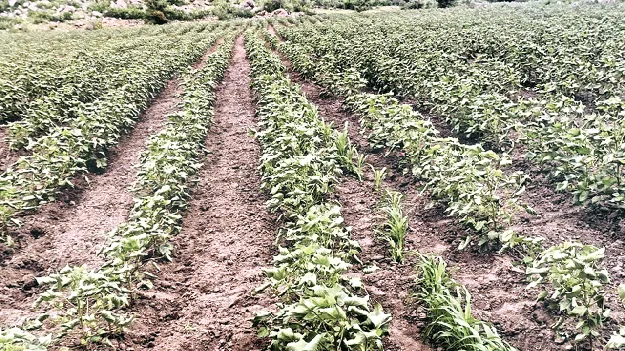 పతి ్తపంటపై గడ్డి మందు పిచికారి