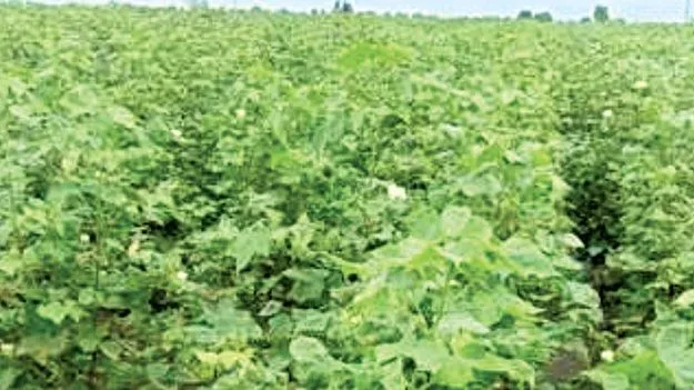 ఖరీఫ్‌ పంటలకు బీమా 