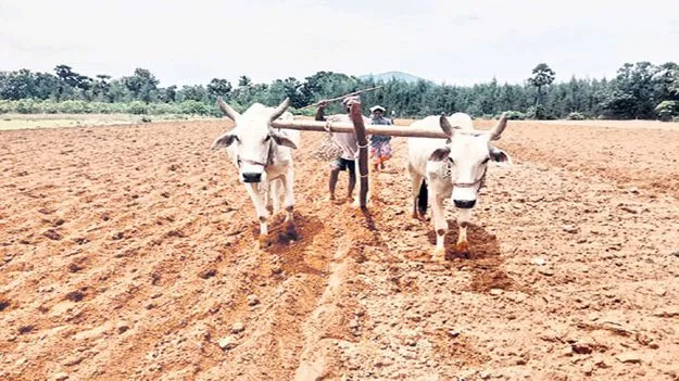 రైతులకు ఆర్థిక భరోసా!