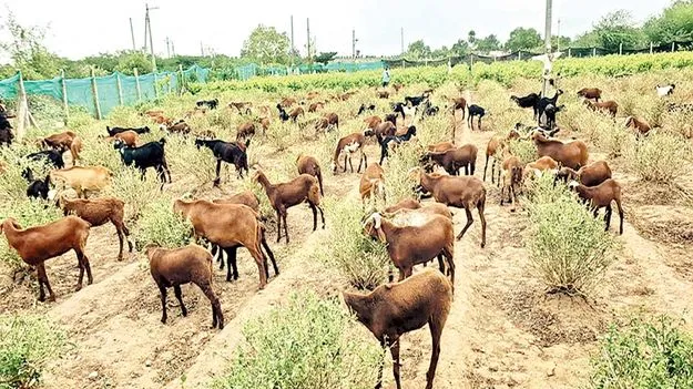 గొర్రెలకు వదిలేశారు