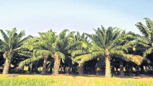ఆయిల్‌పామ్‌ సాగు భళా