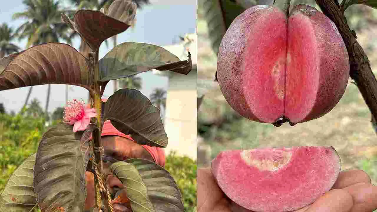 ఎర్రని ఈ పండు యాపిల్ కాదు.. మరి ఏంటంటే..!
