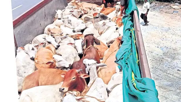 సంతల నుంచి కబేళాలకు