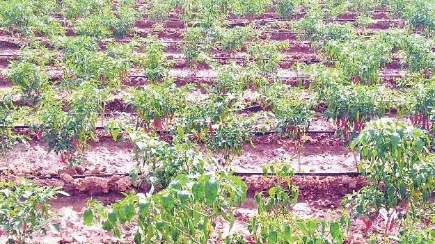 బిందు సేద్యం.. దిగుబడులు అధికం