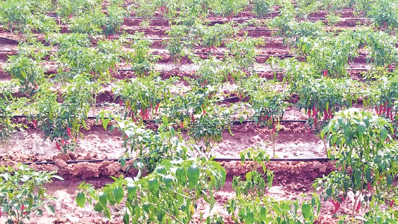 బిందు సేద్యం.. దిగుబడులు అధికం