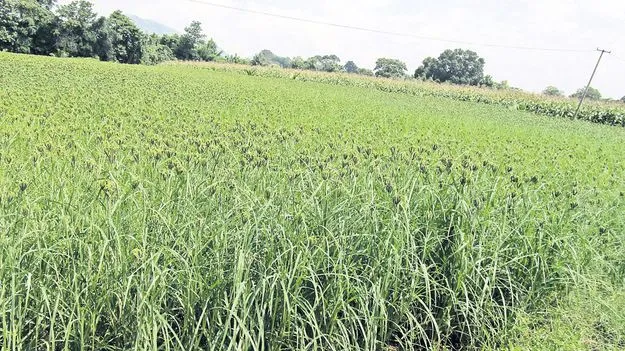 అందుబాటులోకి రానున్న రాగి నూతన వంగడాలు